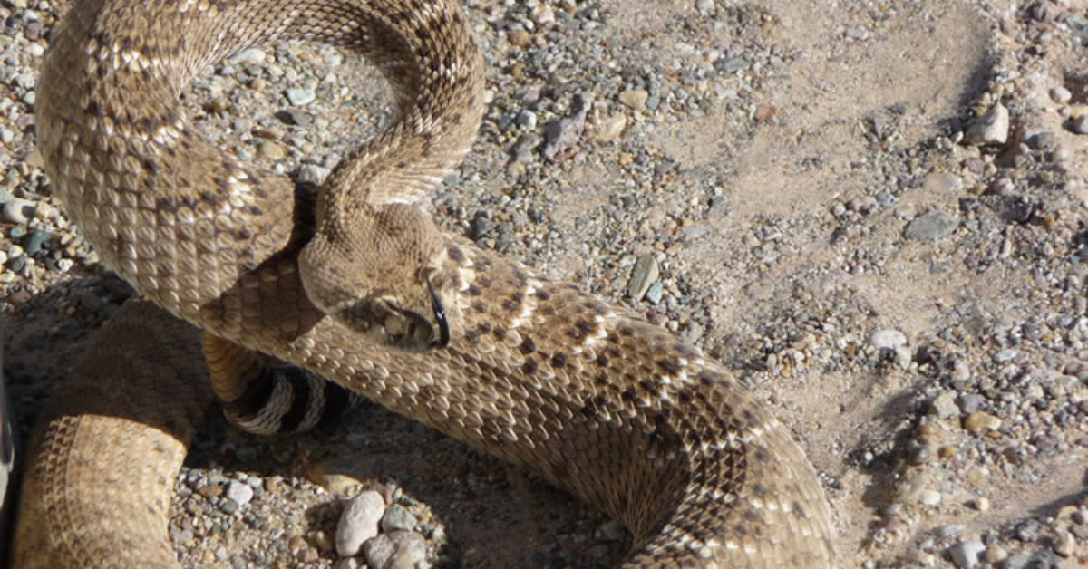 Ignorance and Machismo Cause Snake Deaths