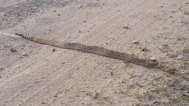 Rattlesnake absorbing late afternoon sun