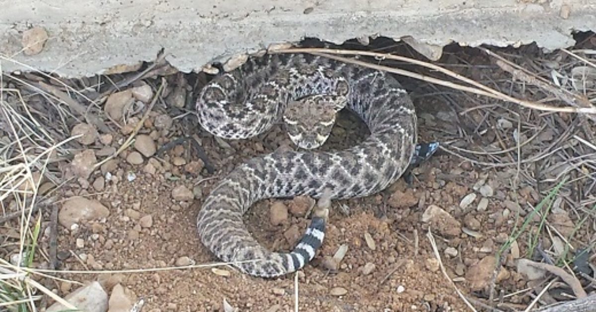 Desert Dangers