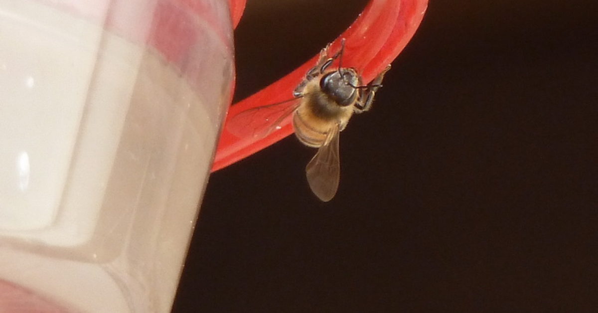 It’s Only a Bee