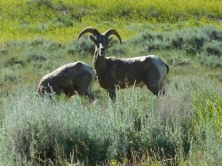 Bighorn Sheep