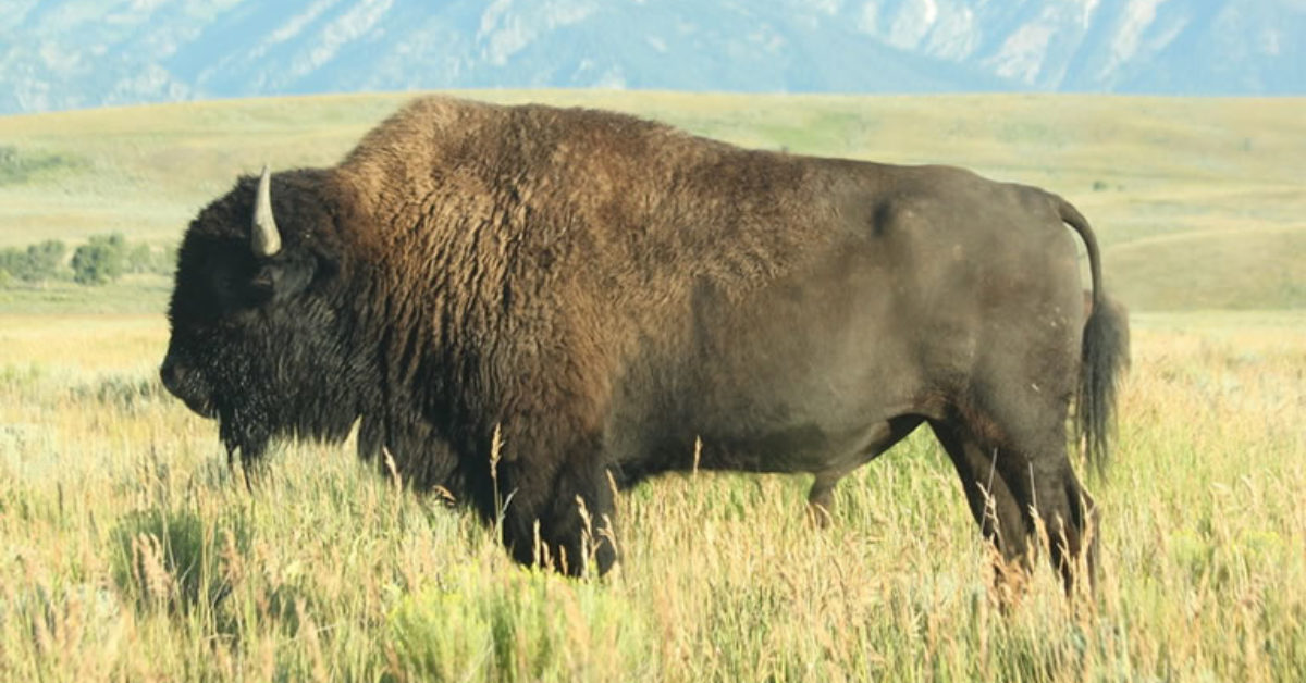 Magnificent Animals