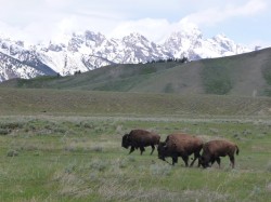 Bison in the Tetons