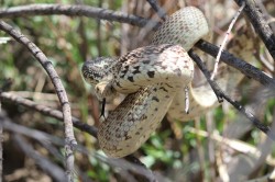 Bullsnake 