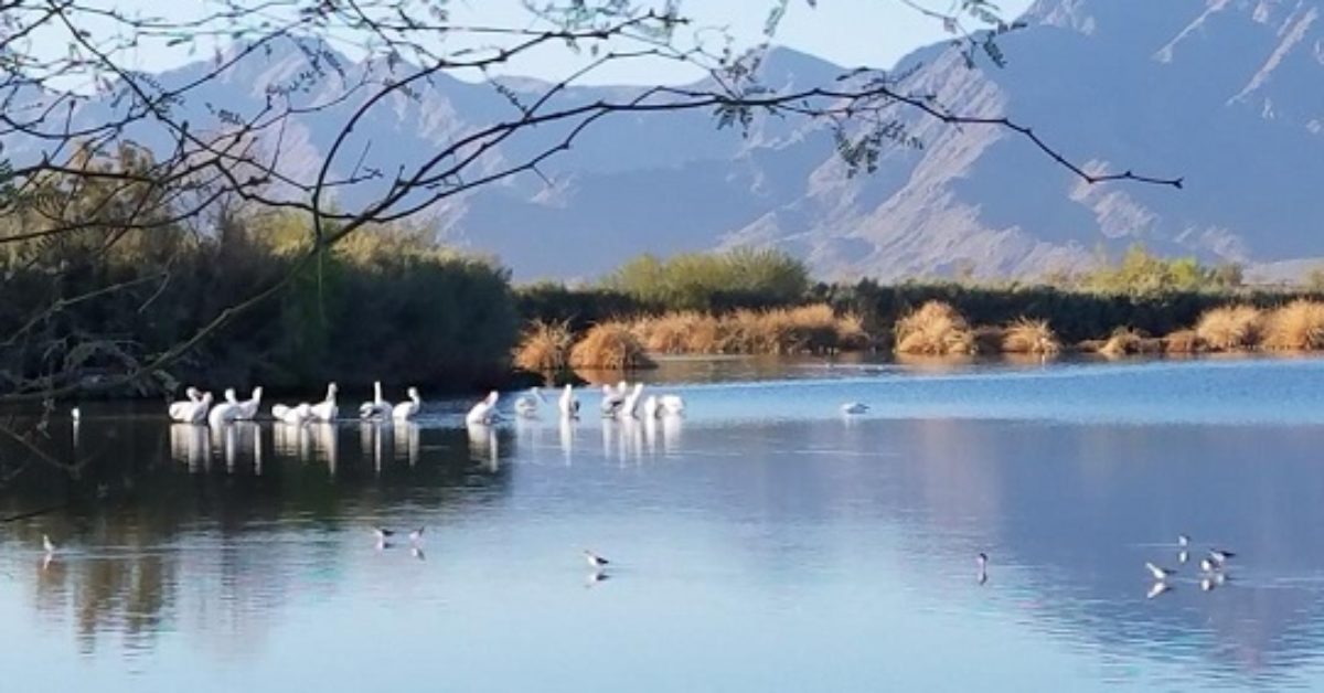 Counting Cormorants
