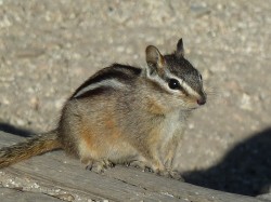 Chipmunk searching a handout