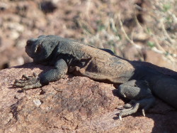 Chuckwalla male