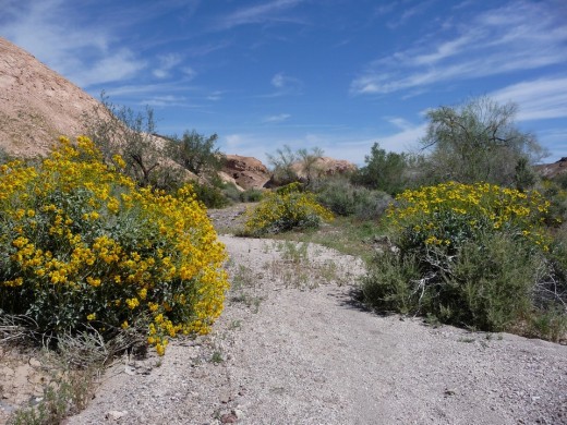 Desert in bloom in remote wash at INWR