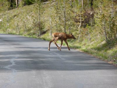 Elk Calf on Road