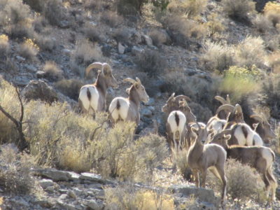 Visitors for Thanksgiving