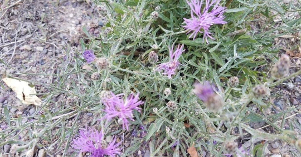 Mapping Invasive Grasses