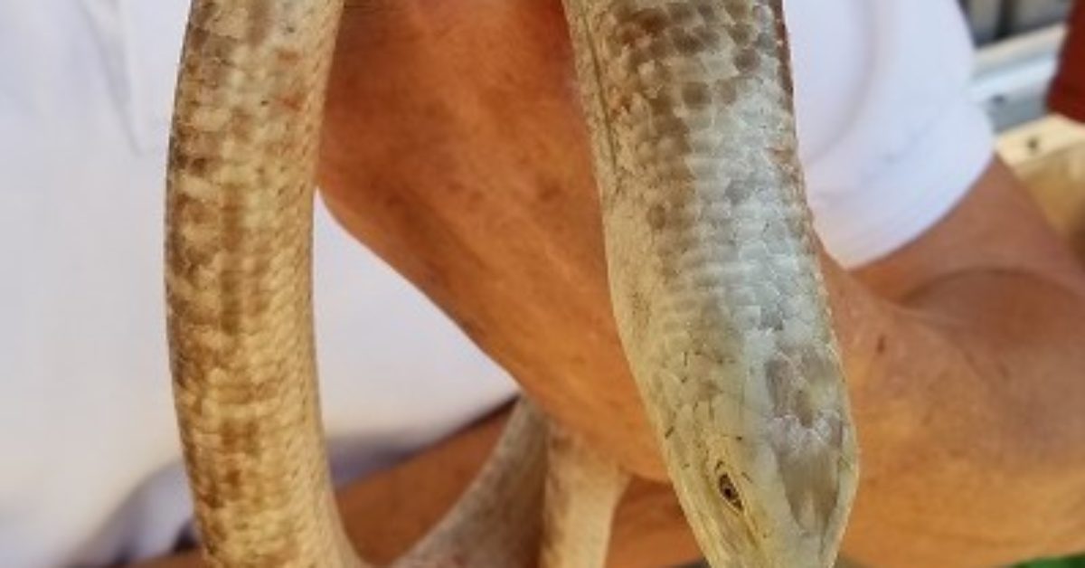 When is a Snake not a Snake?
