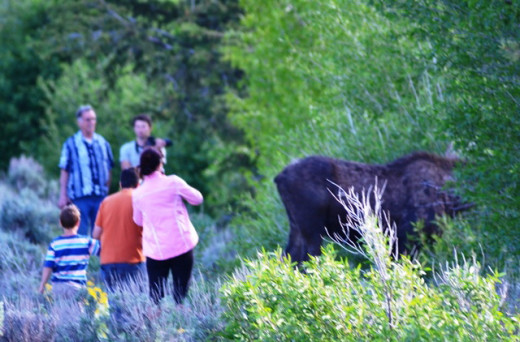 Moose pic from Bobby 2