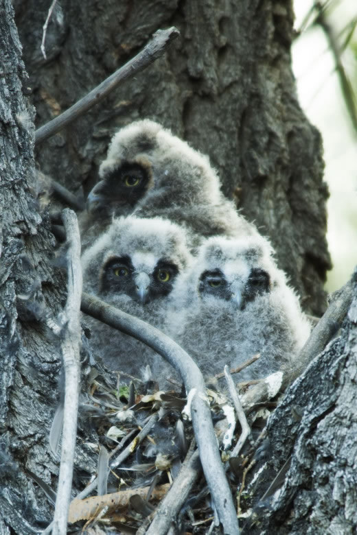 Long-eared owl babies