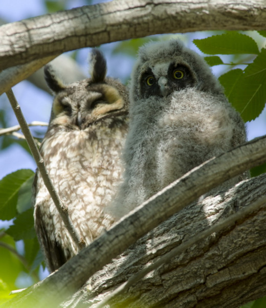 Long-eared owl parent and owlet -- Photo by Craig Stevenson