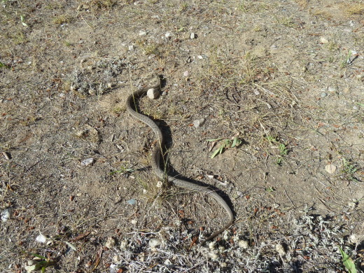 Releasing a Wild Caught Garter Snake