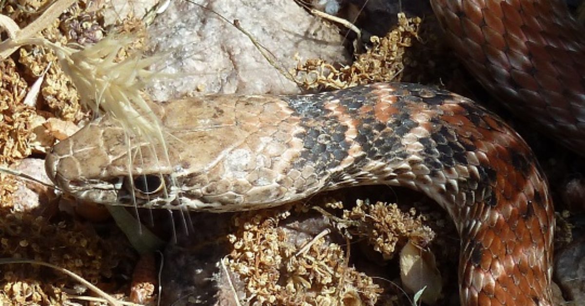How Do You Kill a Snake?