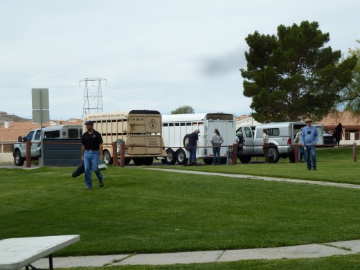 Horse Trailers awaiting Bighorn to Relocate