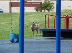 Young Bighorn