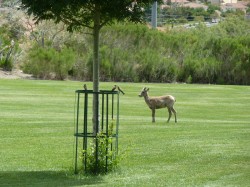 Young Bighorn