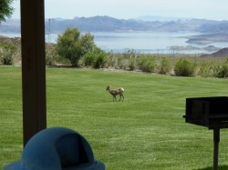 Young Bighorn