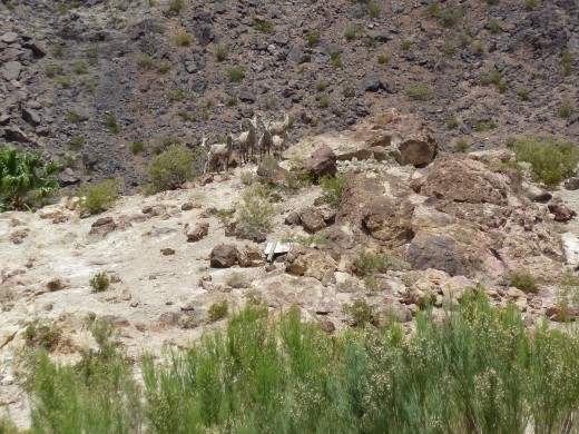 Small Bighorn Herd on a Hill