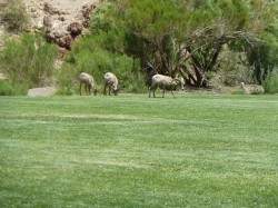 Bighorn Grazing in Park