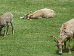 Ewe Succumbs to Sedative