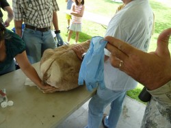 Glove with Fecal Sample Inside