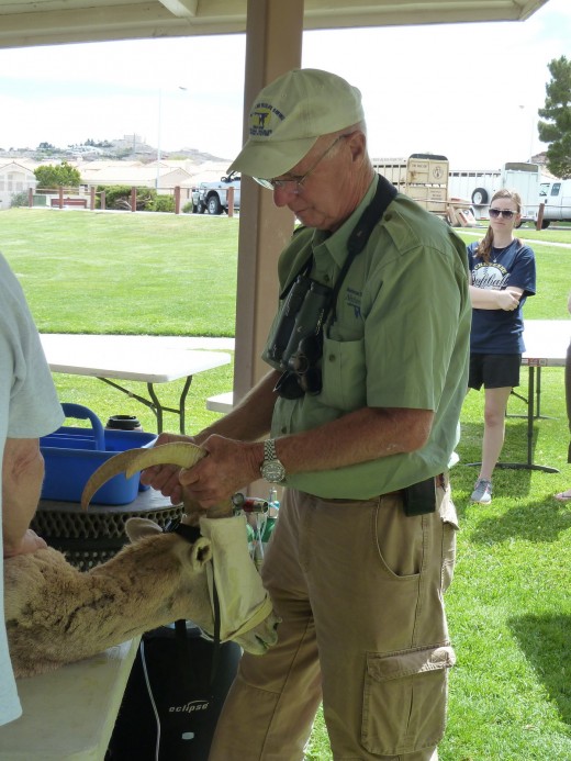 Chuck Supporting Ewe's Head