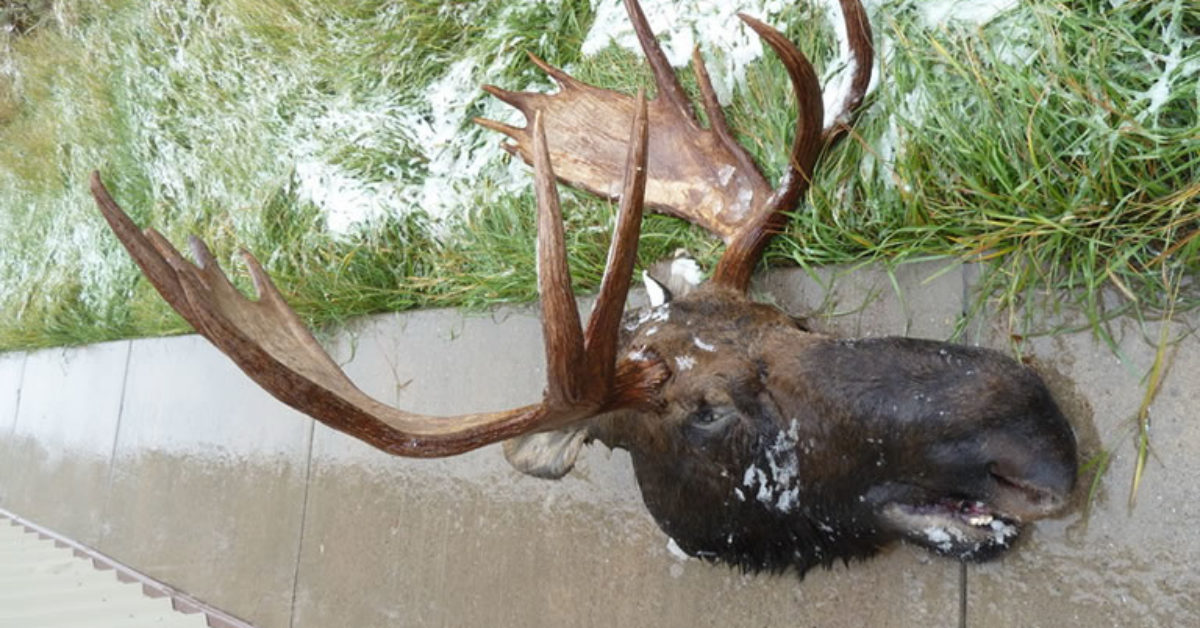 Moose Head
