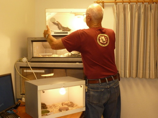 Chuck rearranging cages to reach Hatch's cage at the bottom