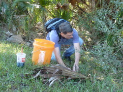 Capturing Leopard Frog