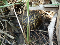 Box Turtle