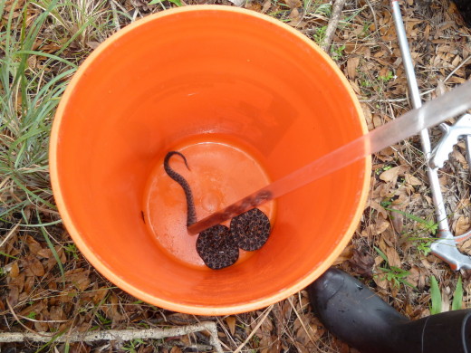 Sliding pigmy into bucket