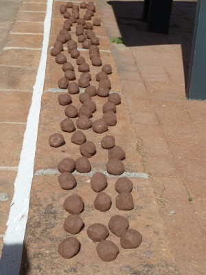 Seed Balls Drying in Sun