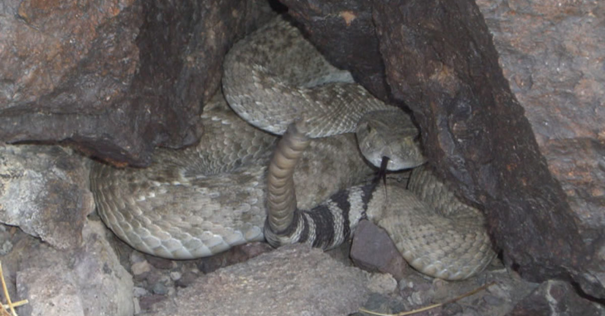 On the Lookout for Snakes