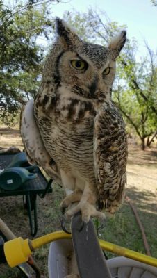 Young Great Horned Owl