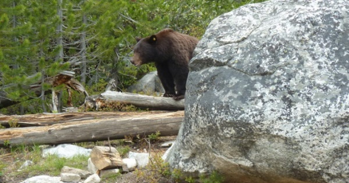 Carrying Bear Spray