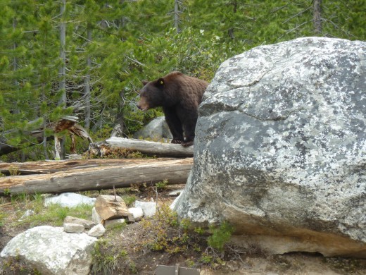 Taggart Lake bear 1 - 1200