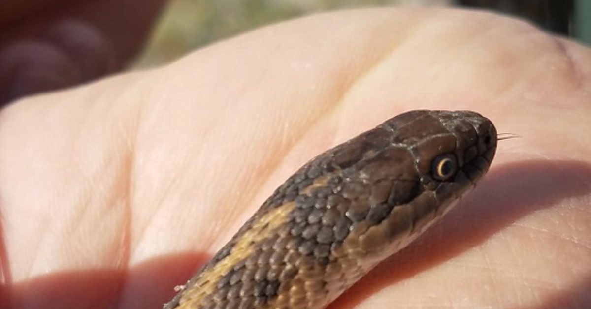 Surveying for Snakes